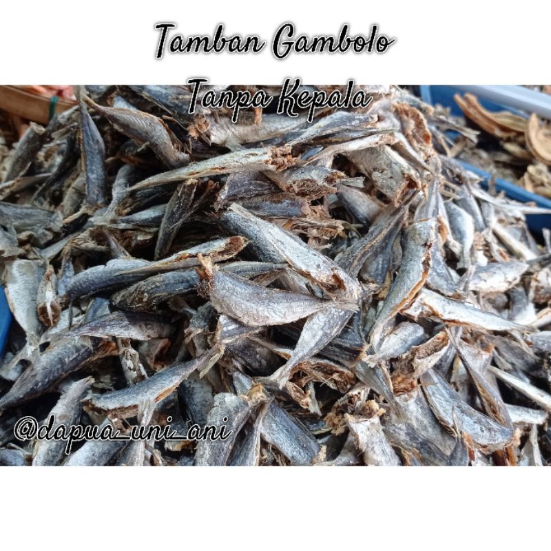 

IKAN TAMBAN GAMBOLO / TAMBAN SARAI