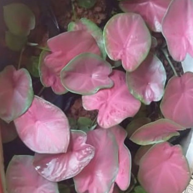 Keladi/caladium Sexy Pink