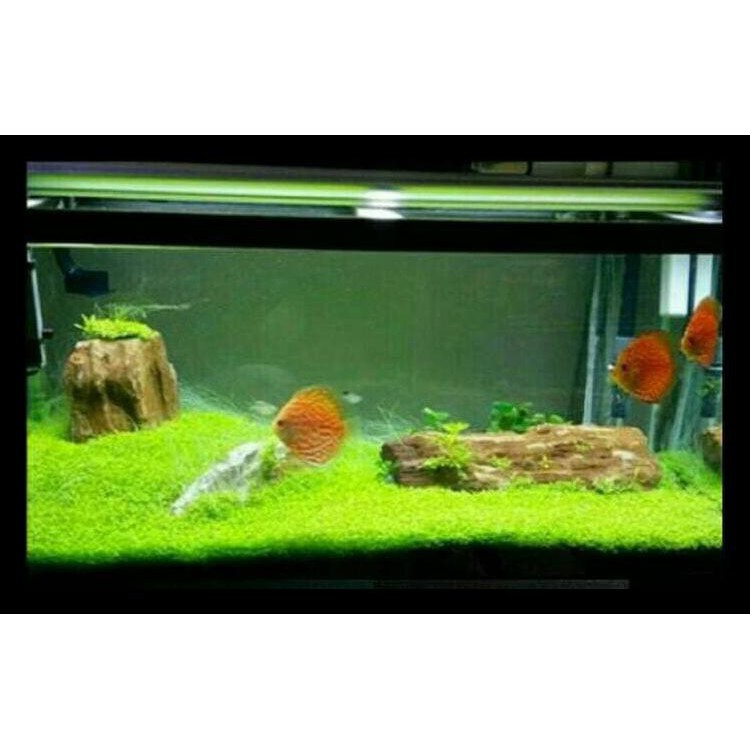 Bibit Benih Tanaman Carpet Karpet Seed Mini Dwarf Pearl Aquascape