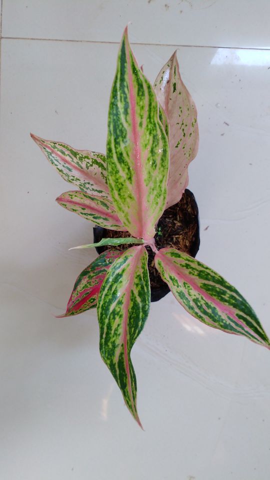 Aglaonema butterfly mutasi