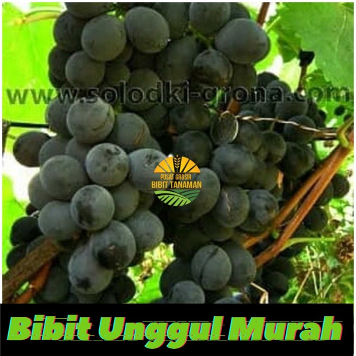 Bibit anggur import fujiminori Grafting Siap Berbuah