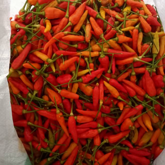 

Cabe rawit