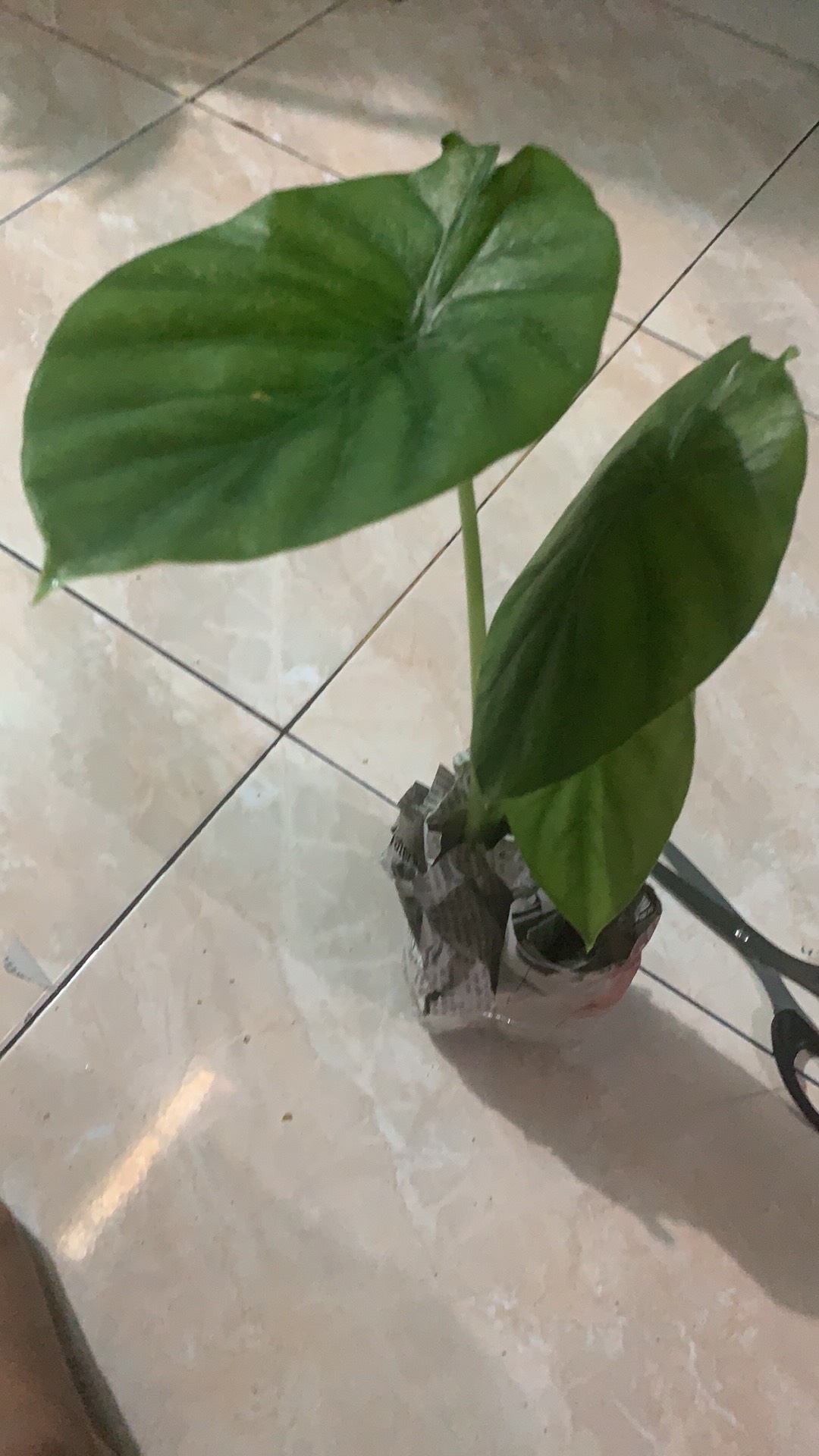 Alocasia Green Shield ( Cylpeolata )