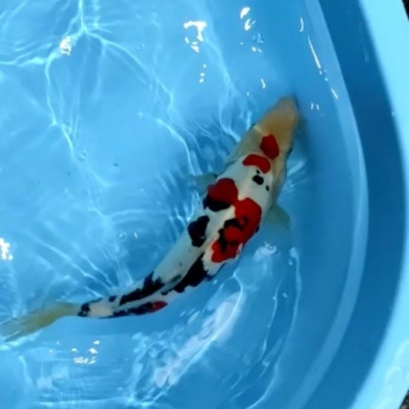 

paket mix 10 ekor 12-13 cm