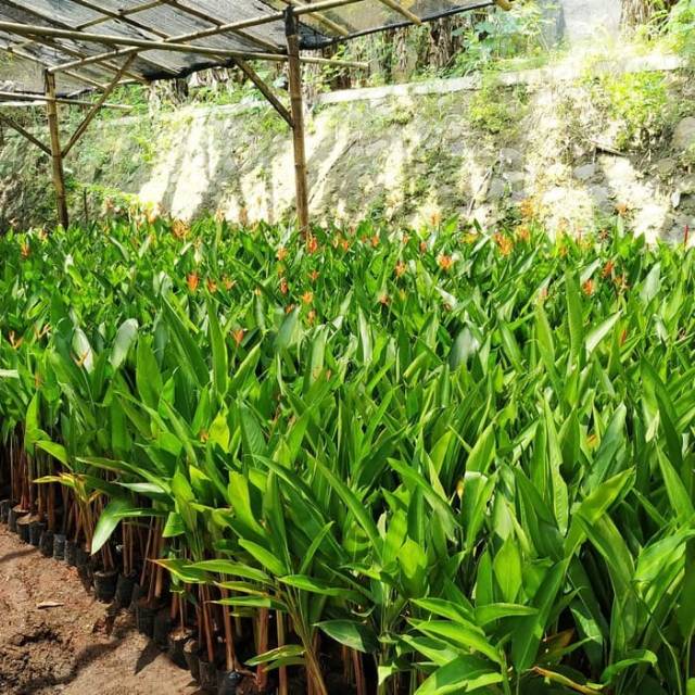 Tanaman Hias Heliconia Pisang Pisangan Bunga Pisang Shopee Indonesia