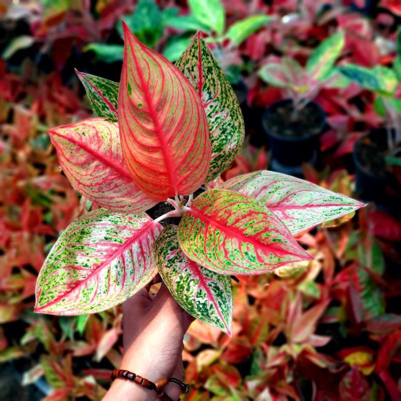  Aglaonema  Murah Aglonema Legacy  Murah Tanaman Aglonema  