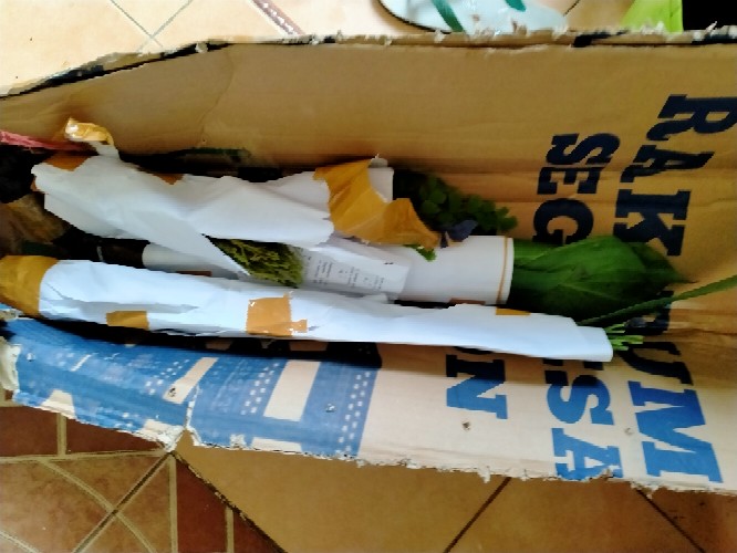 Tanaman Hias Indoor Mostera Epipremnum Pinatum/ekor Naga