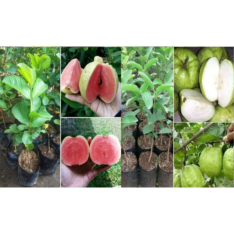 Bibit jambu kristal 1 paket isi 2 jambu kistal putih dan merah