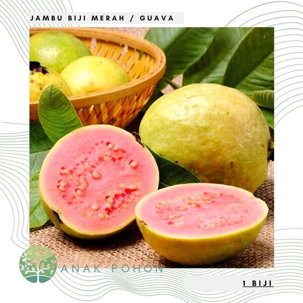 Benih Bibit Biji - Buah Jambu Biji Merah Guava Seeds