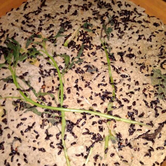 Bibit ulat hongkong atau kepik