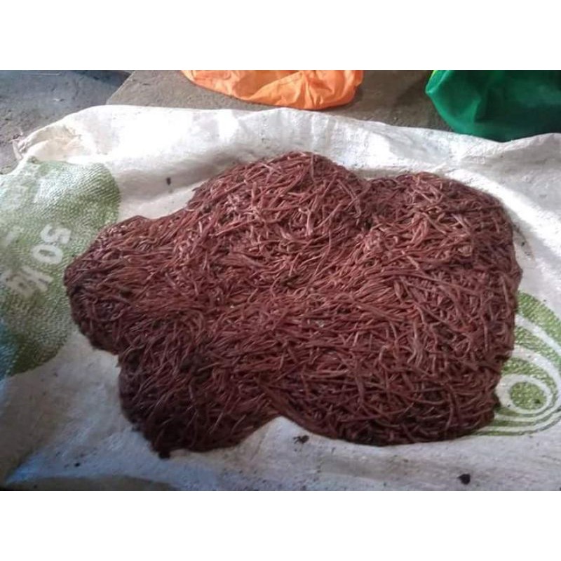 Cacing merah ANC 1 kg.