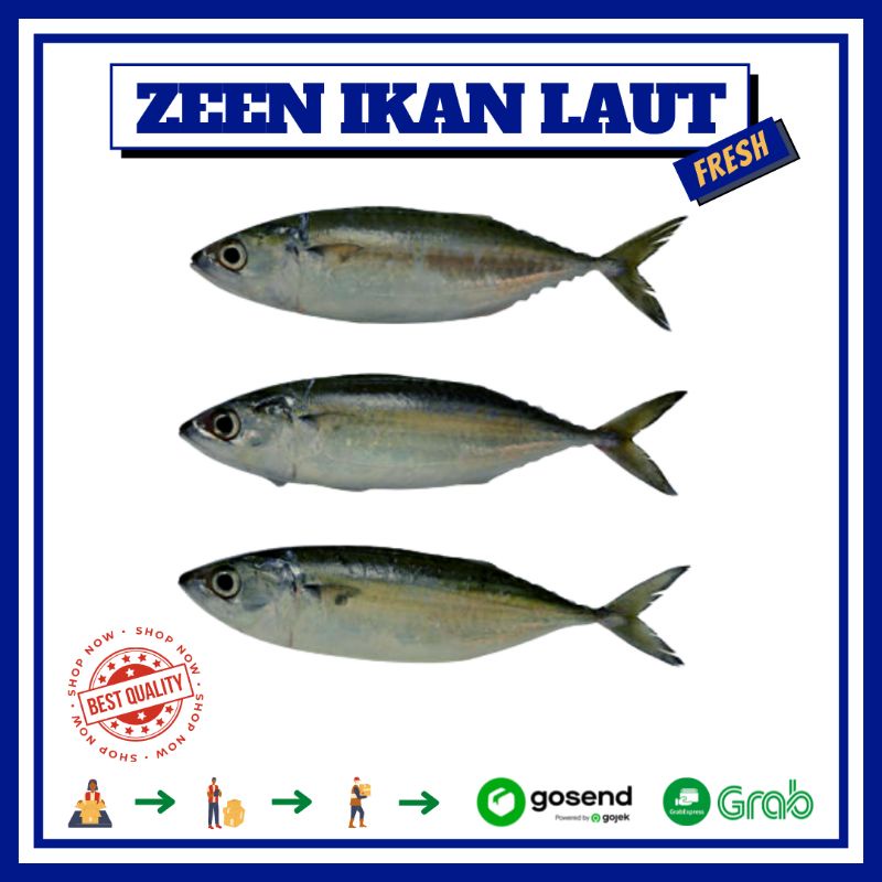 

IKAN GEMBUNG GEPENG | IKAN LAUT PREMIUM SEGAR MURAH