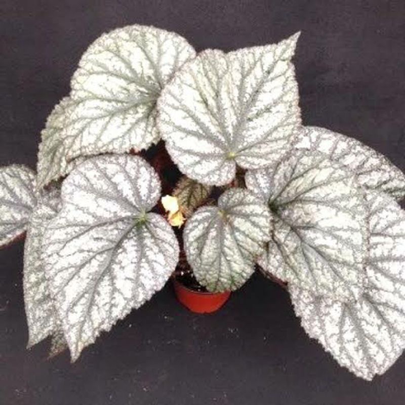 tanaman hias daun bigonia silver