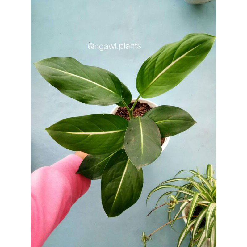 Blanceng Neon / Aglonema Neon