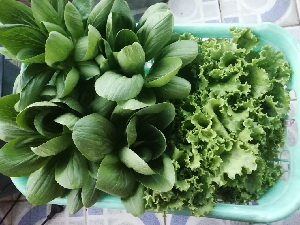 Nutrisi Hidroponik / Nutrisi Ab Mix / Nutrisi Daun /  Nutrisi Goodplant Pekatan 5 Liter