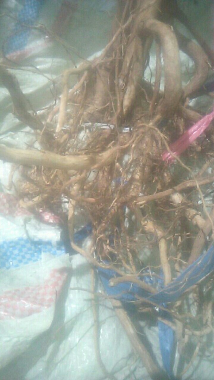 Akar Senggani Beserta Batangnya Dijual Per 100 Gram