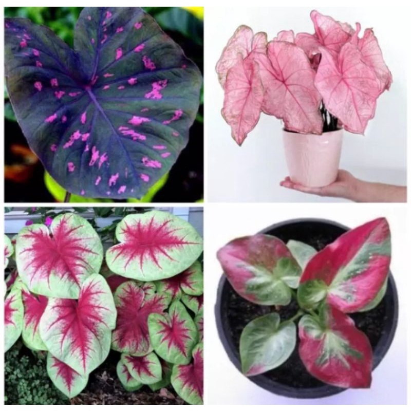 paket 4 bibit umbi keladi atau bonggol keladi import real