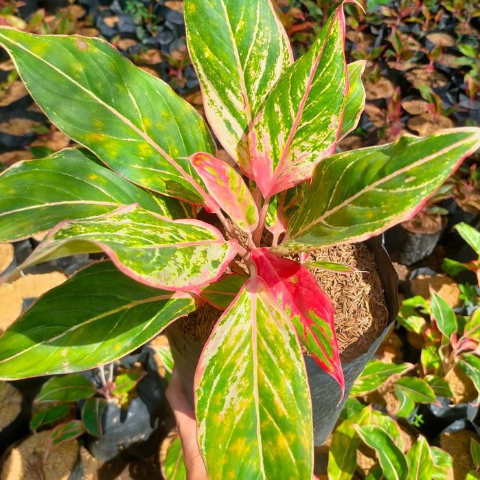 Aglonema lipstik pink aglonema pink klasik siam aurora pink