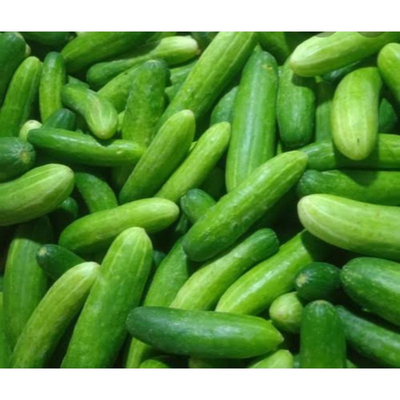 

TIMUN JAKARTA PER 250 GR SAYUR SEGAR PALEMBANG