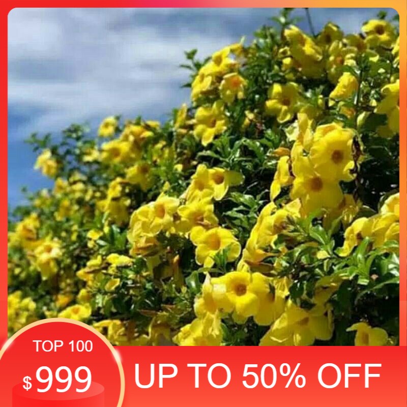 Bibit Tanaman hias bunga rambat alamanda