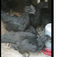 ayam cemani lidah abu abu usia 2 bulan