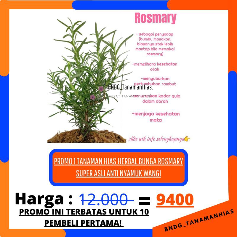 PROMO TANAMAN HIAS HERBAL BUNGA ROSEMARY SUPER ANTI NYAMUK | TERMURAH