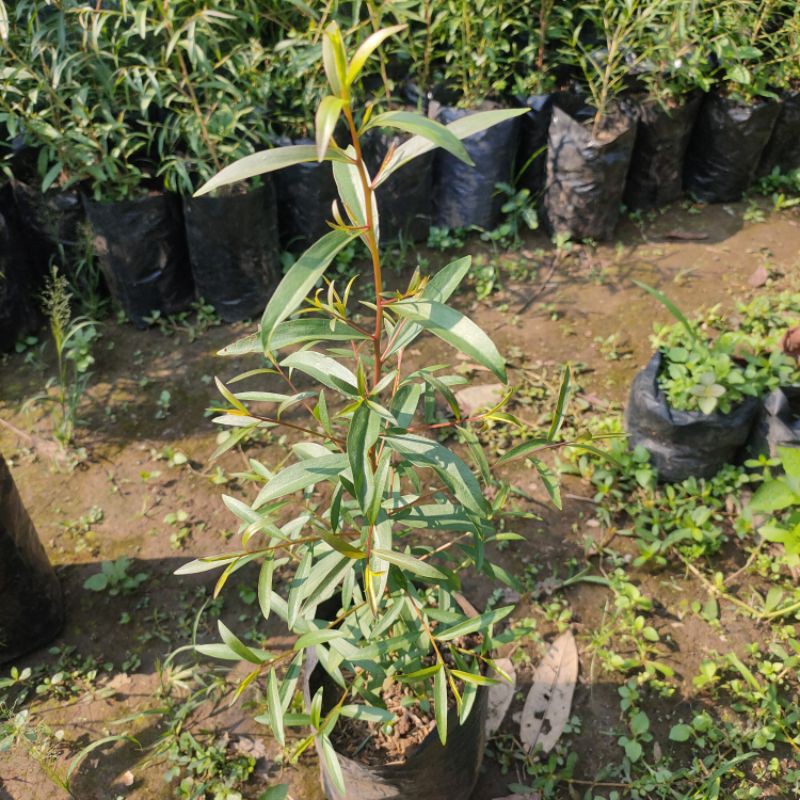 Bibit pohon kayu putih | bibit tanaman kayu putih