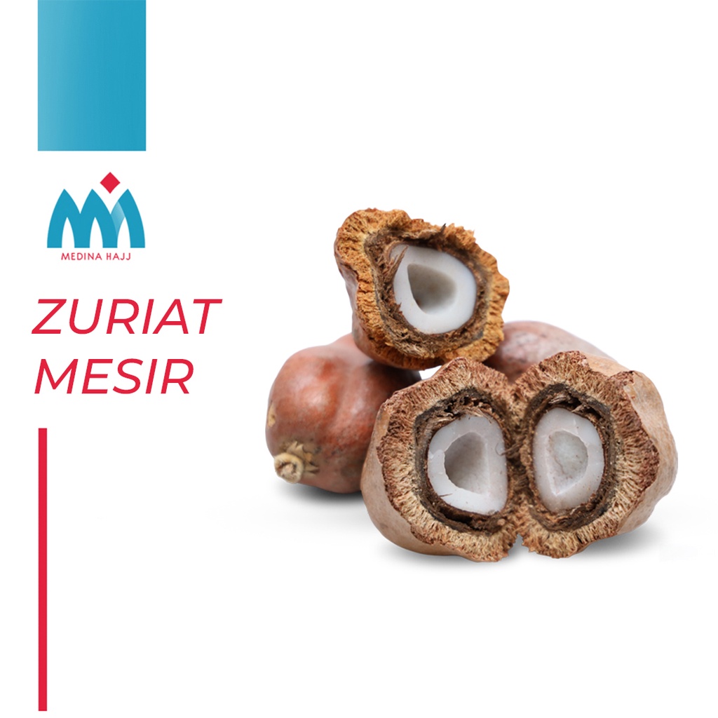 Buah Zuriat Mesir Paket 3 Buah Original Doum Mesir Promil