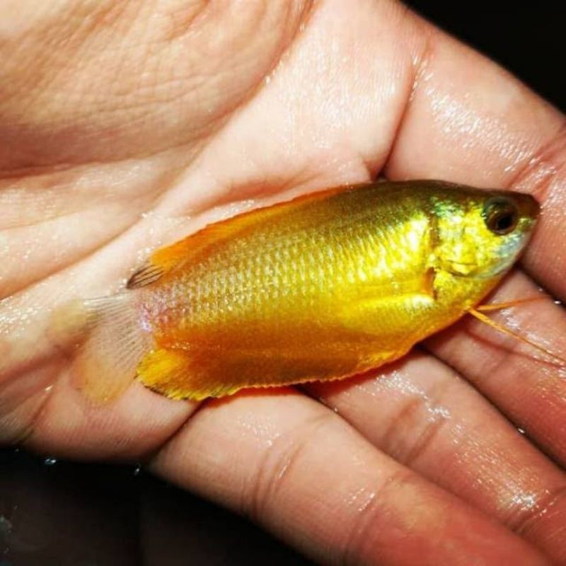 Ikan Sepat Madu (kuning)