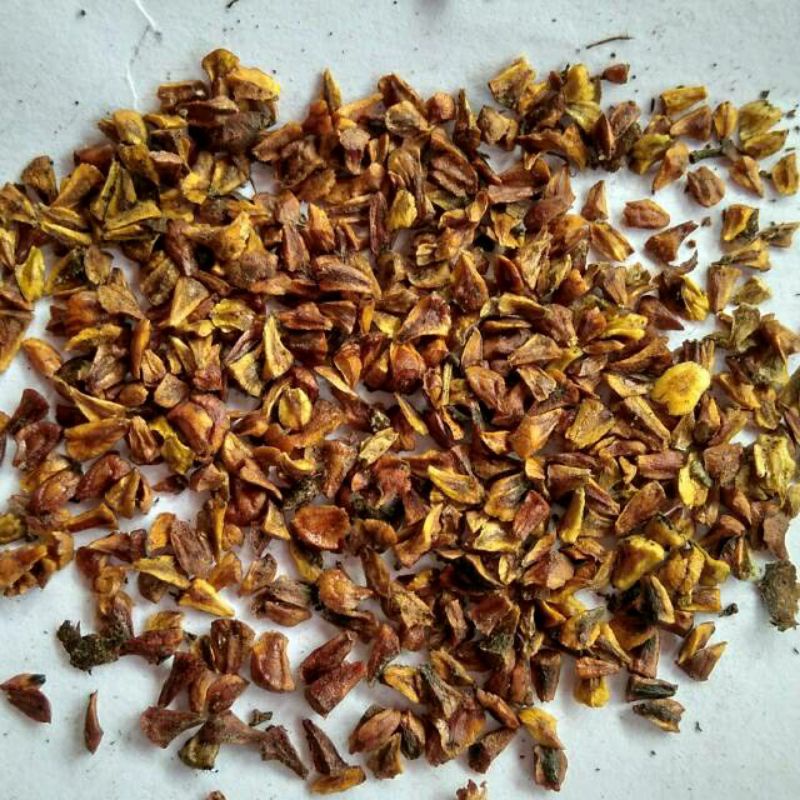 BIBIT BIJI SANTIGI KARANG PERBIJI