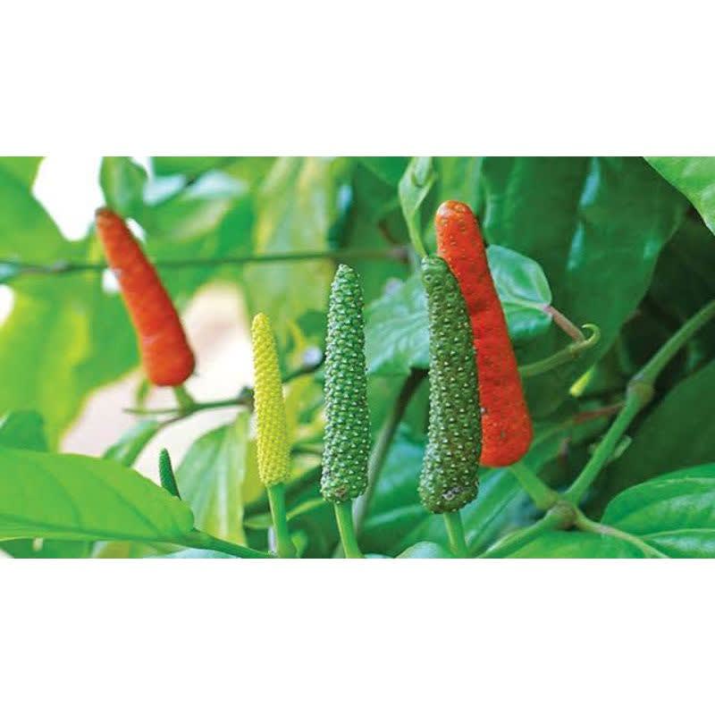 

cabe jamu cabe jawa Hasil Kebun Sendiri