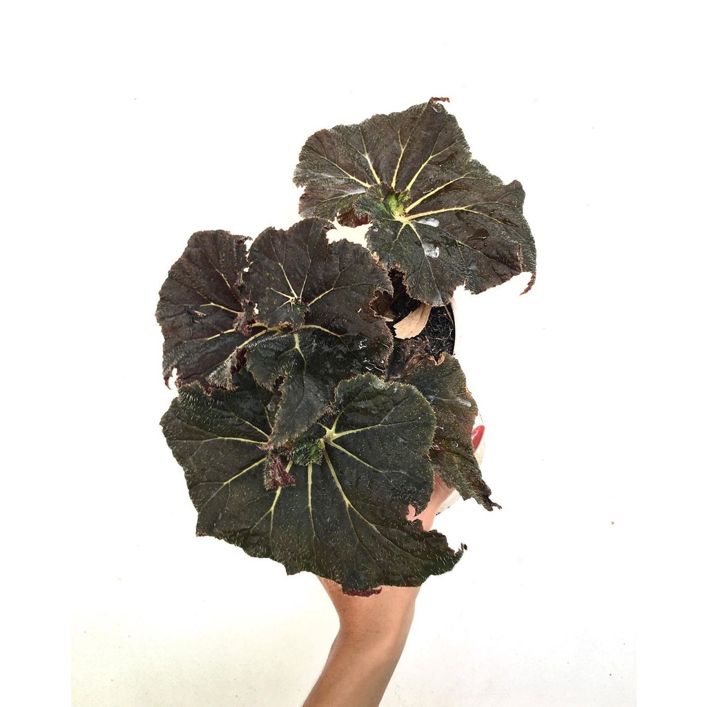 Tanaman  begonia black mamba / keong hitam