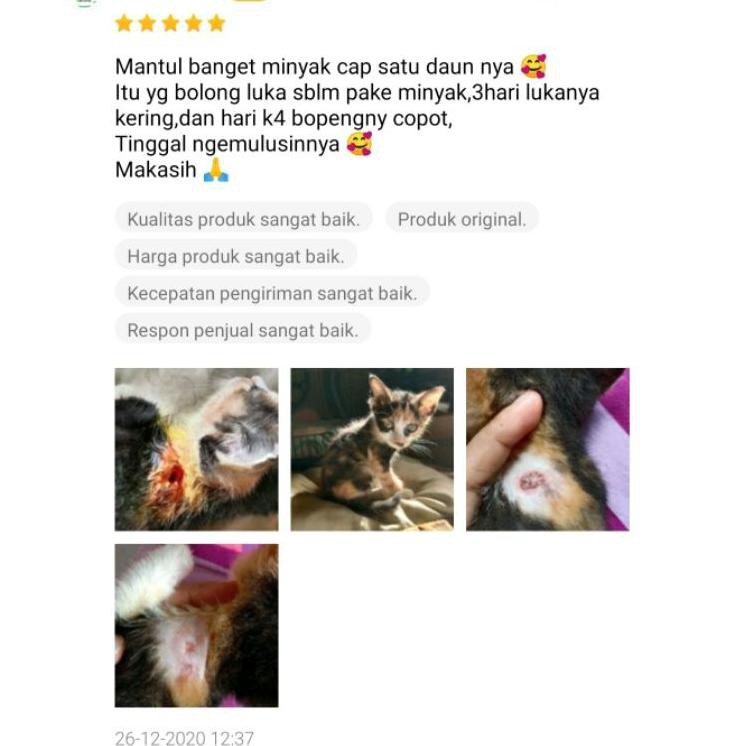 Obat untuk kucing luka robek