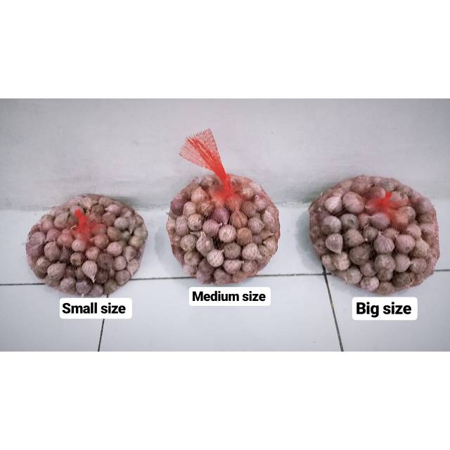 Bawang lanang 1 kg bawang tunggal bawang putih tunggal import bawang lokal bawang obat
