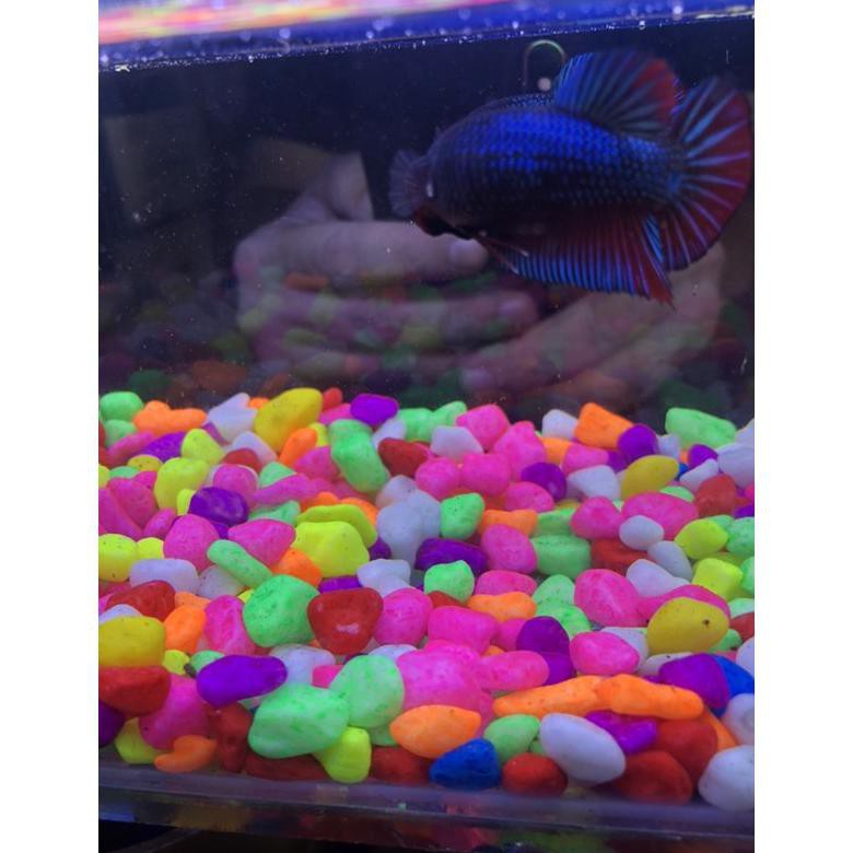 Terbaru Ikan Cupang Hias Avatar Gordon Besgel Female T33