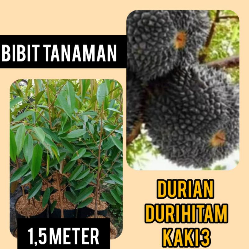 Bibit Durian Duri Hitam Kaki 3 Tinggi 1.5 Meter ( Pakai Kurir Cargo )
