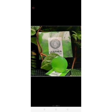 LEAFHEA ( original member resmi)