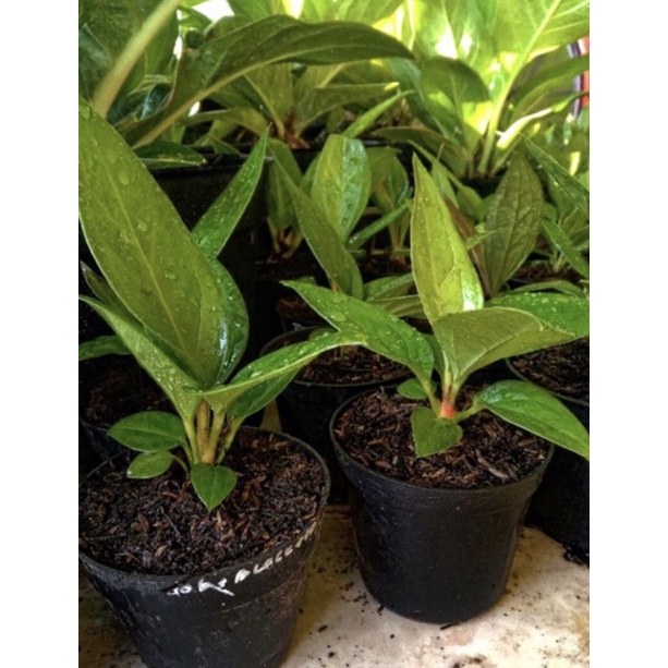 Anthurium Jemani Kobra - Tanamanhias anthurium jemani kobra