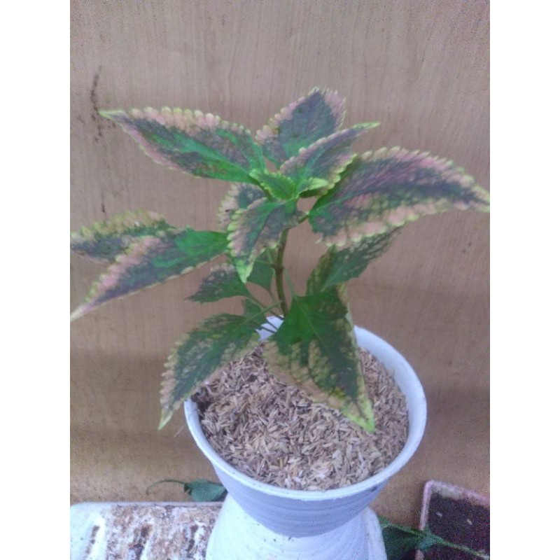 Solenostemon/Coleus scutellarioides//Miana