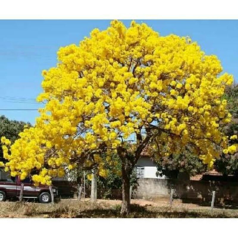 Tanaman Hias Tabebuya Kuning - Tabebuya
