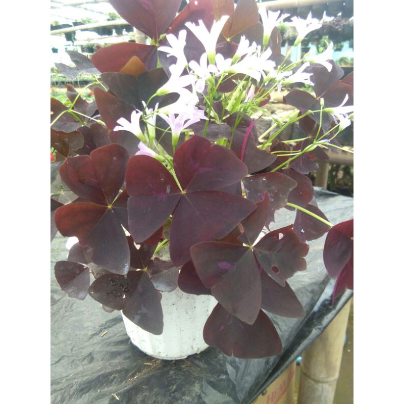 Oxalis /bunga kupu kupu