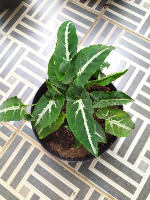 Tanaman Hias Crossandra