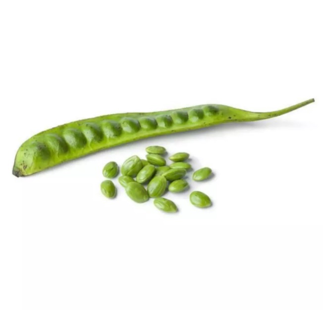 Bibit tanaman pohon petai padi okulasi siap tanam