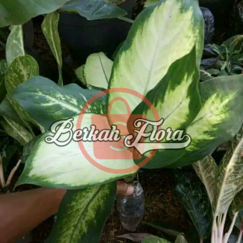 Tanaman hias aglonema blanceng susu/aglonema blanceng susu