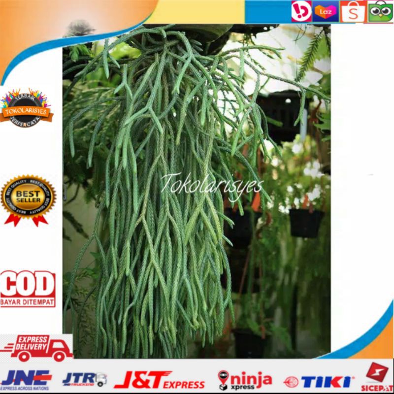 Tananan kumpai ekor Tikus