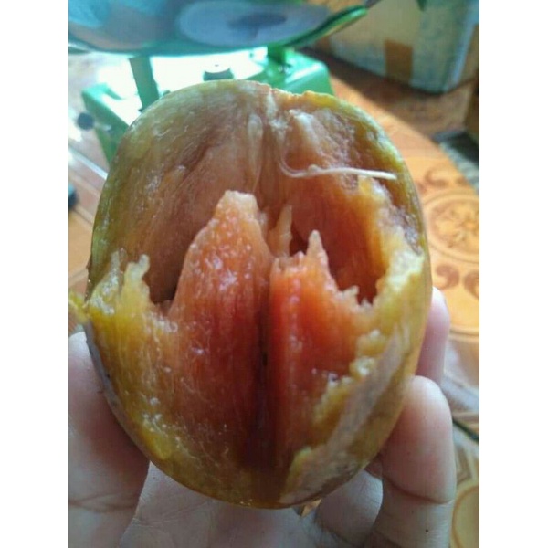 

SAWO MADU / BUAH SAWO 1KG