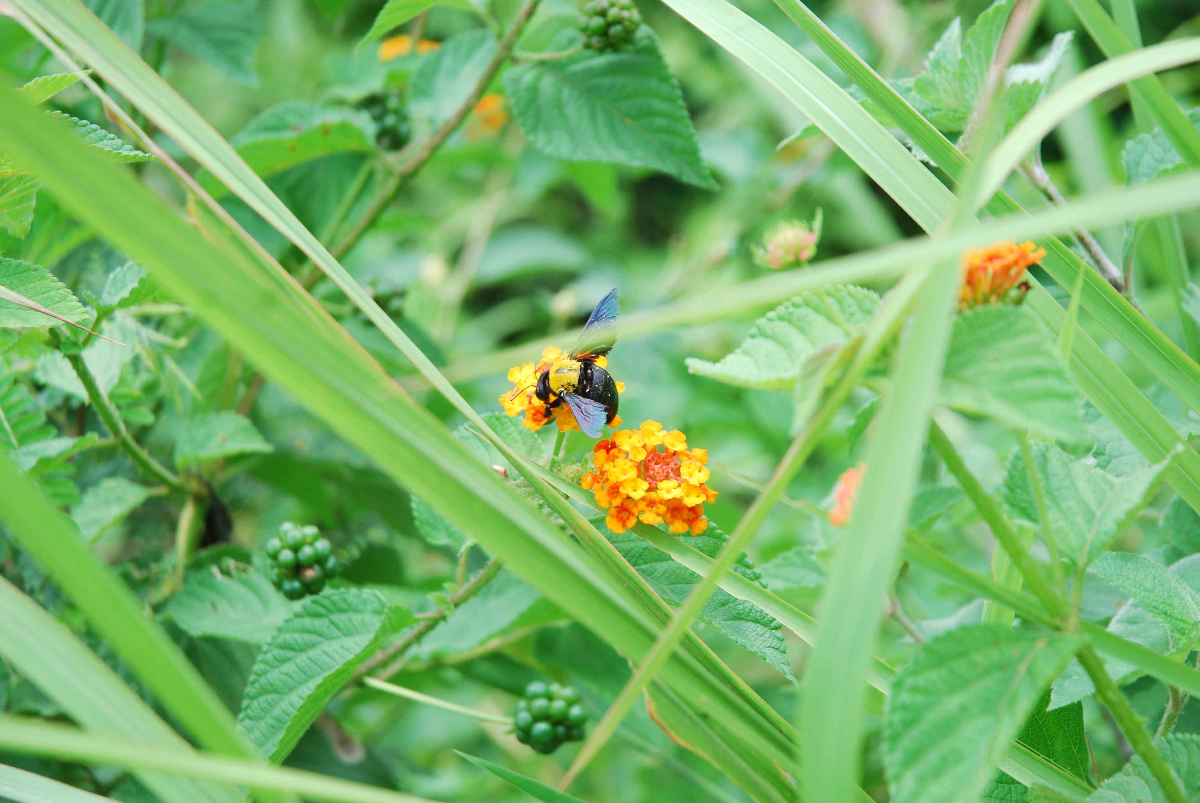 Mata Ayam 101 / Mata Eyelet 2,5mm Nikel / 5000pcs