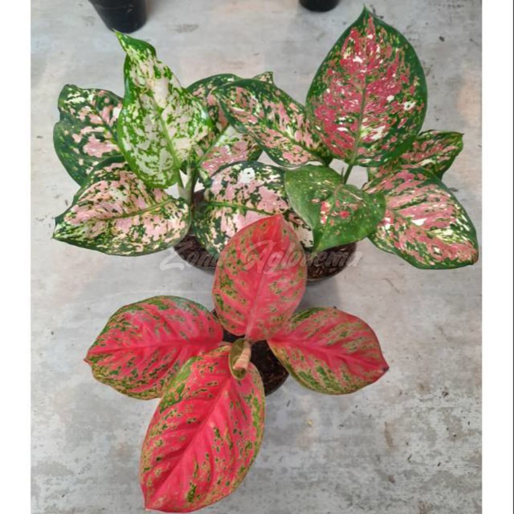 COD AGLAONEMA WULANDARI DAN DUD TRI COLOUR