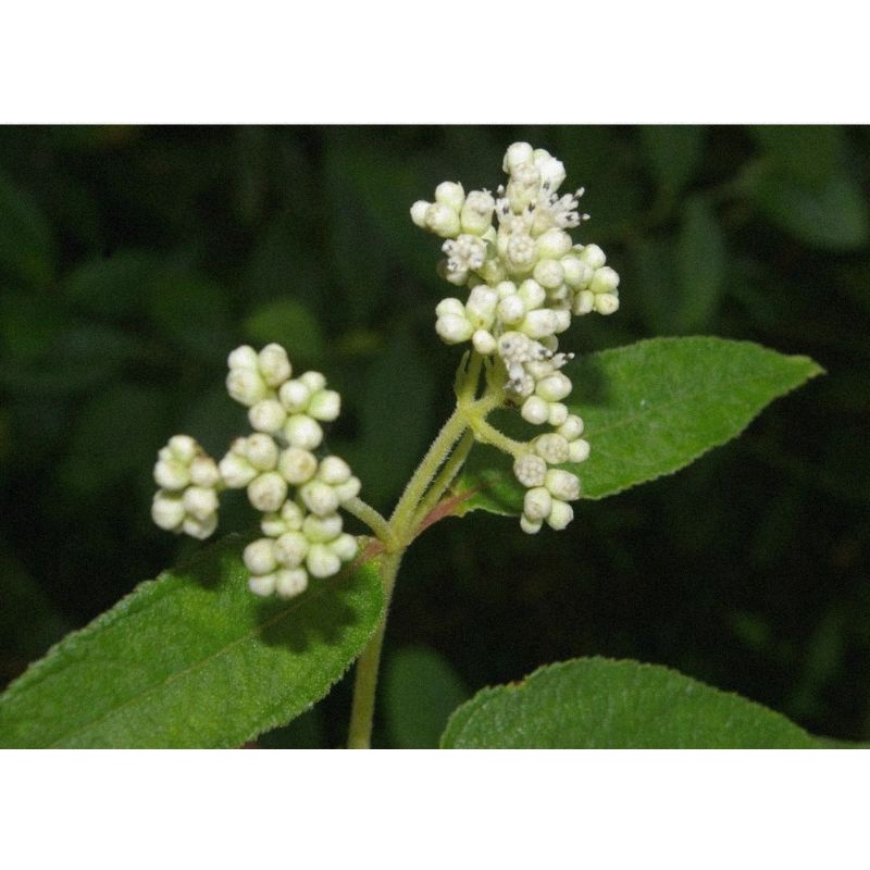 

[Fresh] TANAMAN HIAS SURINAME / CLIBADIUM SURINAMENSE ANAKAN