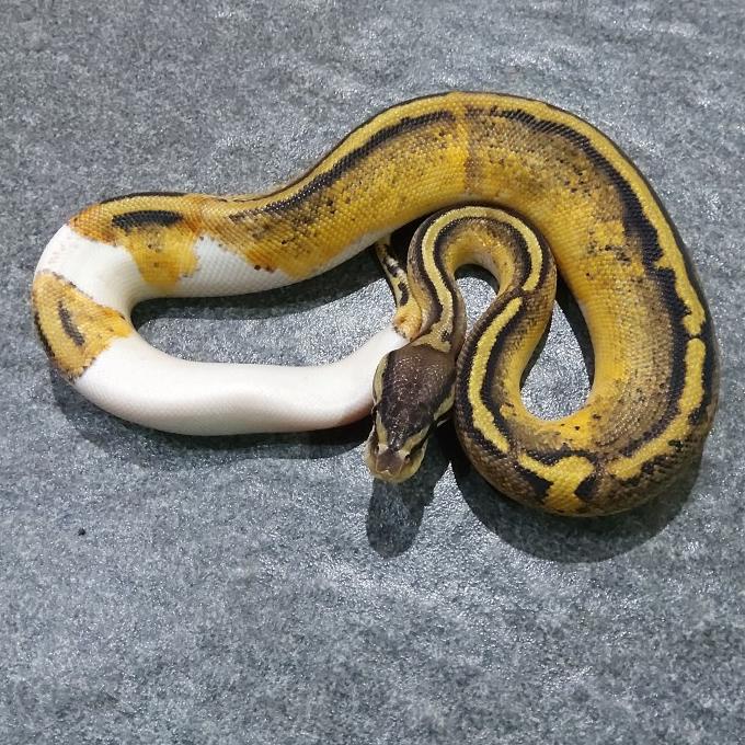 

Balllpython Pastel Pied Tangerang Termurah